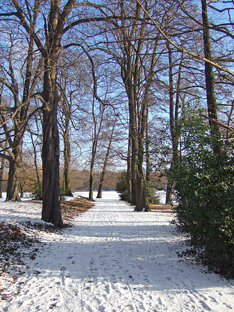 Wald mit Schnee - Berlin (Berlin)