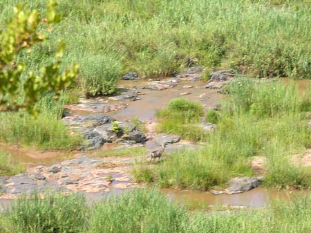 Fluss in Olifants - Limpopo (Olifants)