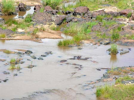 Fluss in Olifants - Limpopo (Olifants)