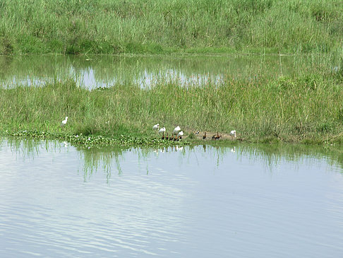 Vögel am Wasser - Limpopo