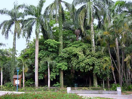 Botanischer Garten - Taiwan (Taipeh)